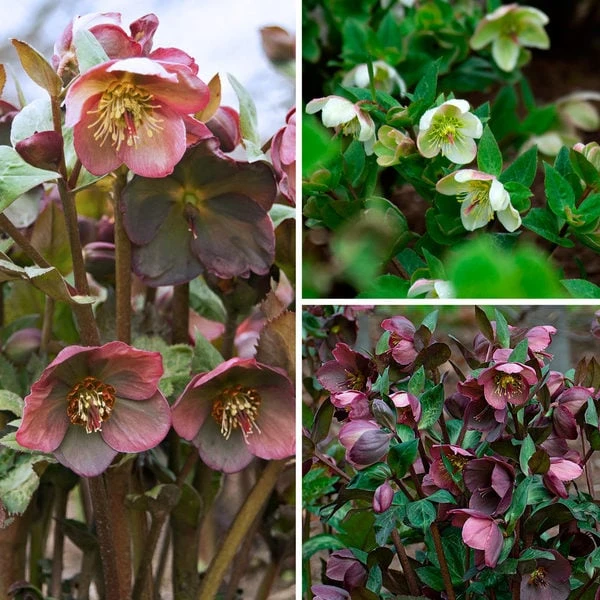 Snow Chaser Hellebore Trio 3 Snow Chaser Hellebore Trio