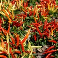 Season's Farewell Collection 11 Season's Farewell Collection -Planticaa Sales Store x600 34783