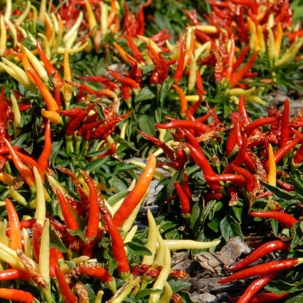 Season's Farewell Collection 5 Season's Farewell Collection - Image 3