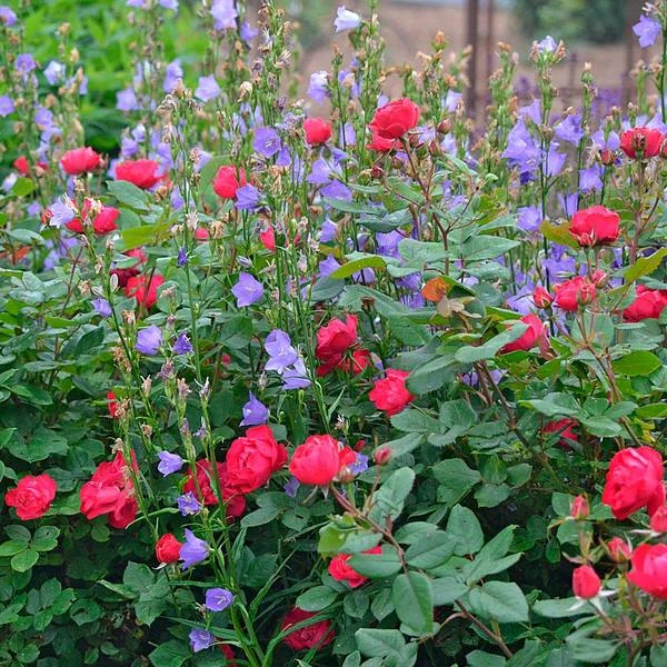 Rose Oso Easy® Double Red 6 Rose Oso Easy® Double Red - Image 4