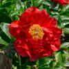 Peony 'Mackinac Grand' 1 Peony 'Mackinac Grand' -Planticaa Sales Store x600 34800