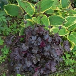 Heuchera 'Obsidian' 9 Heuchera 'Obsidian' -Planticaa Sales Store x600 34804