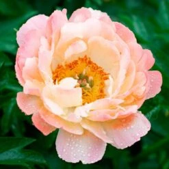 Peony 'Coral Charm' -Planticaa Sales Store x600 34835