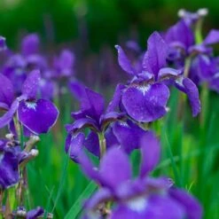 Iris Sibirica 'Caesar's Brother' -Planticaa Sales Store x600 34838