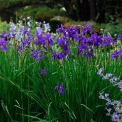 Iris Sibirica 'Caesar's Brother' -Planticaa Sales Store x600 34839