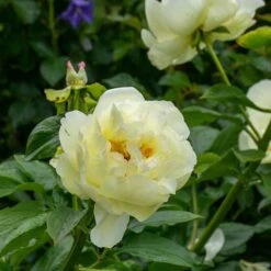Peony 'Lemon Chiffon' -Planticaa Sales Store x600 34840