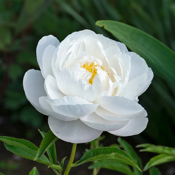 Peony 'Moonstone' 5 Peony 'Moonstone' - Image 3
