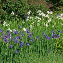 Wings Over Water Siberian Iris Collection -Planticaa Sales Store x600 34844
