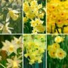 Award-winning Miniature Daffodils -Planticaa Sales Store x600 34848