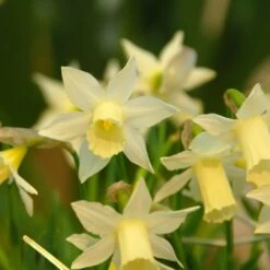 Award-winning Miniature Daffodils 13 Award-winning Miniature Daffodils -Planticaa Sales Store x600 34849