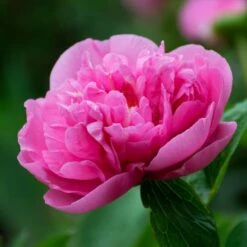 Peony 'Carnation Bouquet' -Planticaa Sales Store x600 34863