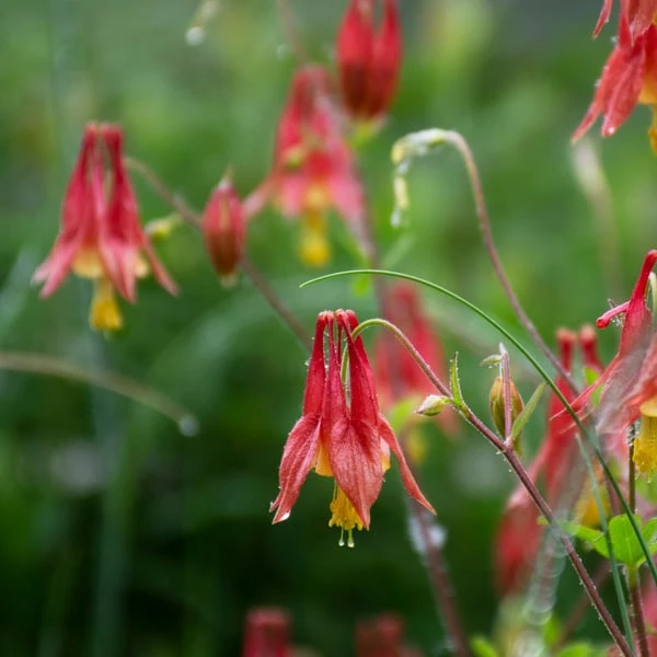 Aquilegia Canadensis 4 Aquilegia Canadensis - Image 2