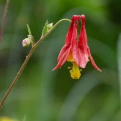 Aquilegia Canadensis 11 Aquilegia Canadensis -Planticaa Sales Store x600 34872
