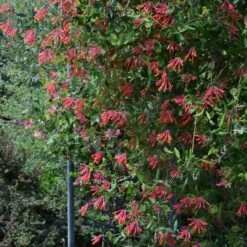 Lonicera Sempervirens 'Major Wheeler' -Planticaa Sales Store x600 34882