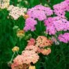 Achillea Millefolium Colorado Mix 1 Achillea Millefolium Colorado Mix -Planticaa Sales Store x600 34907