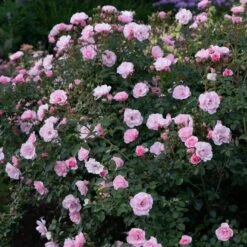 Rose Bonica® -Planticaa Sales Store x600 34909