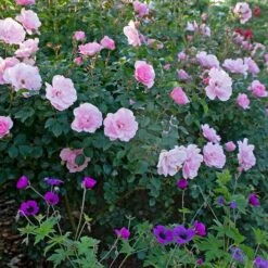 Rose Bonica® -Planticaa Sales Store x600 34913