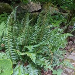Polystichum Acrostichoides - Christmas Fern -Planticaa Sales Store x600 34920