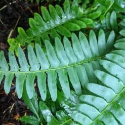 Polystichum Acrostichoides - Christmas Fern -Planticaa Sales Store x600 34921