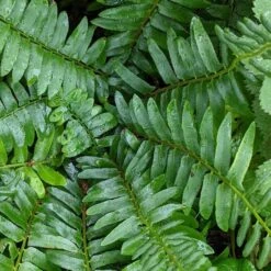 Polystichum Acrostichoides - Christmas Fern -Planticaa Sales Store x600 34922