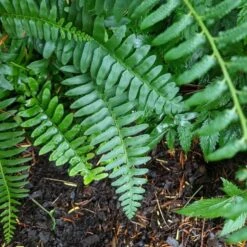 Polystichum Acrostichoides - Christmas Fern -Planticaa Sales Store x600 34923