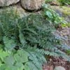 Polystichum Acrostichoides - Christmas Fern -Planticaa Sales Store x600 34948