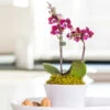 Deep Red Mini Moth Orchids In Ceramic Cachepot -Planticaa Sales Store x600 35147