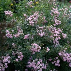 Rose 'The Fairy' 12 Rose 'The Fairy' -Planticaa Sales Store x600 35274