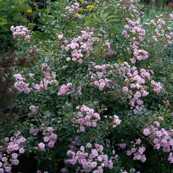 Rose 'The Fairy' 6 Rose 'The Fairy' - Image 4