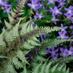 Athyrium Niponicum Var. Pictum - Japanese Painted Fern -Planticaa Sales Store x600 35275