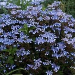 Hydrangea Serrata Tiny Tuff Stuff™ - 1 Gallon Pot -Planticaa Sales Store x600 35276