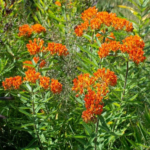 Asclepias Tuberosa 4 Asclepias Tuberosa - Image 2