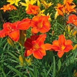 Hemerocallis (Daylily) 'Alabama Jubilee' -Planticaa Sales Store x600 35286