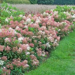 Hydrangea Paniculata Little Quick Fire® 17 Hydrangea Paniculata Little Quick Fire® -Planticaa Sales Store x600 35312