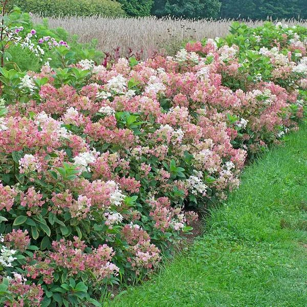 Hydrangea Paniculata Little Quick Fire® 10 Hydrangea Paniculata Little Quick Fire® - Image 8
