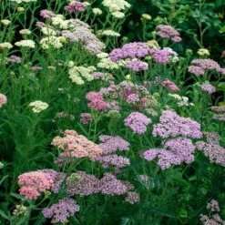 Achillea Millefolium Colorado Mix 11 Achillea Millefolium Colorado Mix -Planticaa Sales Store x600 35348