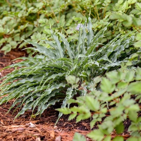 Hosta 'Silly String' 5 Hosta 'Silly String' - Image 3