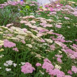 Achillea Millefolium Colorado Mix 10 Achillea Millefolium Colorado Mix -Planticaa Sales Store x600 35370