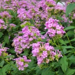 Phlox Paniculata 'Jeana' -Planticaa Sales Store x600 35437