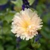Alcea Rosea Spring Celebrities™ 'Apricot' -Planticaa Sales Store x600 35543