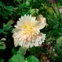 Alcea Rosea Spring Celebrities™ 'Apricot' -Planticaa Sales Store x600 35545