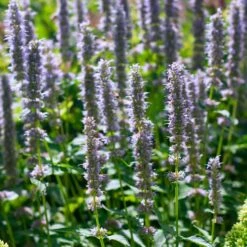 Agastache 'Blue Fortune' 12 Agastache 'Blue Fortune' -Planticaa Sales Store x600 35564