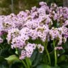 Bergenia 'Fairytale Romance' -Planticaa Sales Store x600 35643