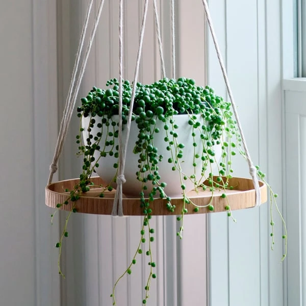 Hanging Plant Tray 4 Hanging Plant Tray - Image 2