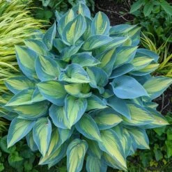 Hosta 'June' -Planticaa Sales Store x600 35764