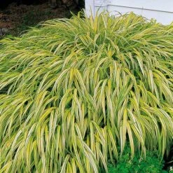 Ornamental Grass: Hakonechloa Macra 'Aureola' 13 Ornamental Grass: Hakonechloa Macra 'Aureola' -Planticaa Sales Store x600 35790