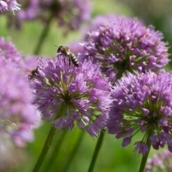 Allium 'Millenium' 11 Allium 'Millenium' -Planticaa Sales Store x600 35871