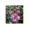 Delphinium 'Centurion Rose Shades'