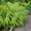 Ornamental Grass: Hakonechloa Macra 'Aureola' 1 Ornamental Grass: Hakonechloa Macra 'Aureola' -Planticaa Sales Store x600 35959