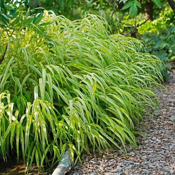 Ornamental Grass: Hakonechloa Macra 'Aureola' 3 Ornamental Grass: Hakonechloa Macra 'Aureola'